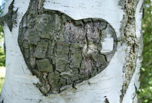 birch-1593725